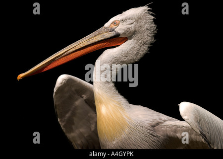 Pelecanus Crispus, Porträt von einem weißen Pelikan in den schwarzen Hintergrund Stockfoto