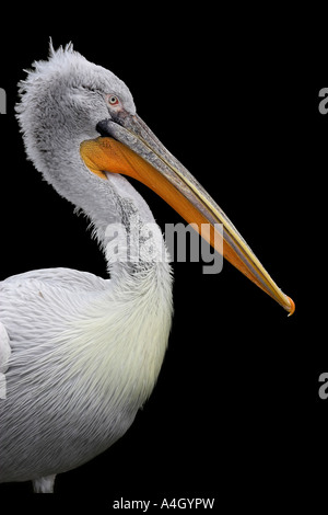 Pelecanus Crispus, Porträt von einem weißen Pelikan in den schwarzen Hintergrund Stockfoto