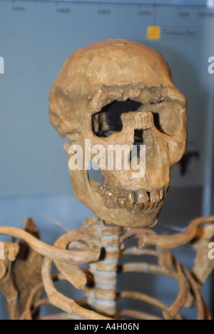 Turkana Boy Homo Ergaster Lake Turkana Kenia 1 6 Millionen Jahren bietet die umfassendste Beweise der menschlichen Evolution jemals zusammengestellt dieser neuen Halle am Museum of Natural History Skelett untersucht die tiefsten Geheimnisse der Menschheit, wer wir sind, woher wir kommen und was ist drin für die Zukunft unserer Spezies menschliches Skelett, Stockfoto