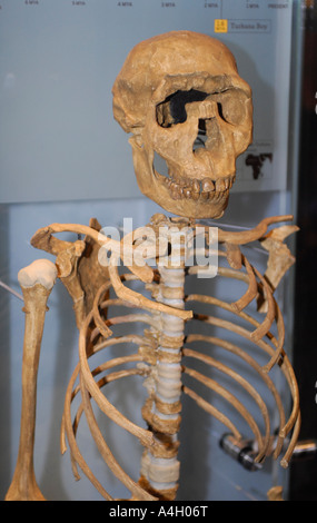 Turkana Boy Homo Ergaster Lake Turkana Kenia 1 6 Millionen Jahren bietet die umfassendste Beweise der menschlichen Evolution jemals zusammengestellt dieser neuen Halle am Museum of Natural History Skelett untersucht die tiefsten Geheimnisse der Menschheit, wer wir sind, woher wir kommen und was ist drin für die Zukunft unserer Spezies menschliches Skelett, Stockfoto