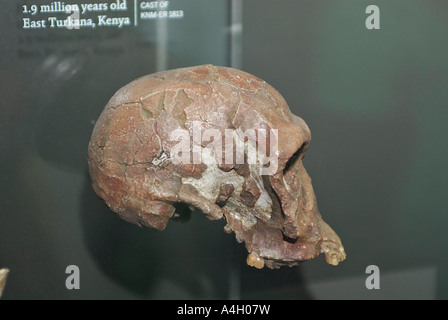 Turkana Boy Homo Ergaster Lake Turkana Kenia 1 6 Millionen Jahren Skelett bietet die umfassendsten Beweise der menschlichen ev Stockfoto