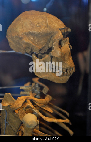 Turkana Boy Homo Ergaster Lake Turkana Kenia 1 6 Millionen Jahren bietet die umfassendste Beweise der menschlichen Evolution jemals zusammengestellt dieser neuen Halle am Museum of Natural History Skelett untersucht die tiefsten Geheimnisse der Menschheit, wer wir sind, woher wir kommen und was ist drin für die Zukunft unserer Spezies menschliches Skelett, Stockfoto