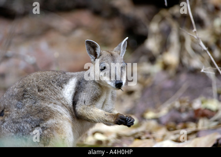 Flankiert von schwarzen Felsen-Wallaby (Petrogale Lateralis), Litchfield NP, Northern Territory, Australien Stockfoto