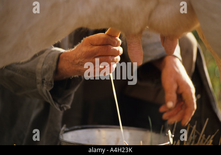 Close-Up eines Bauern Melken eine Kuh auf der Weide, Polen Stockfoto