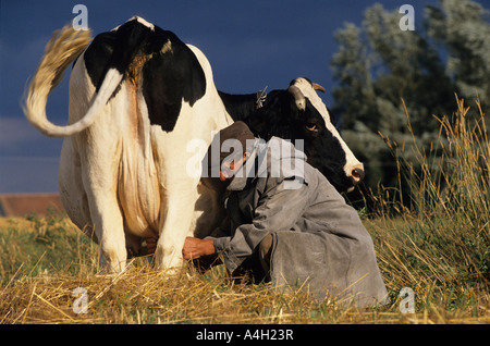 Ein Bauer melkt eine Kuh auf der Weide, Polen Stockfoto