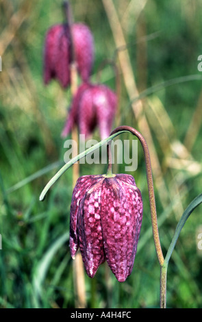 Schlange s Kopf Fritillary Iffley Felder Oxford Stockfoto