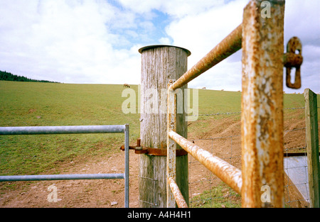 Beweidung auf einem grasbewachsenen Hügel hinter rostigen Tor in England. Stockfoto