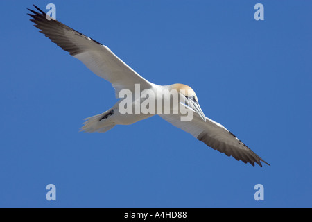 Basstölpel im Flug, Great Saltee Island, Irland. Stockfoto