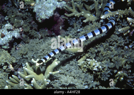 Banded Sea Krait, Laticauda Colubrina, Schwimmen über Korallenriff Stockfoto