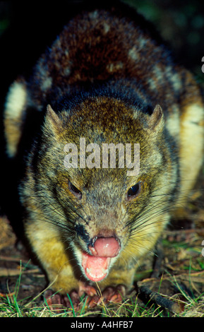 Tiger Quoll, Dasyurus Maculatus, auch bekannt als Spot angebundene oder Spotted tailed Quoll. Stockfoto