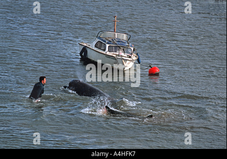 Ein nördlichen Bottlenosed Wal auf dem Fluss Themse London neben Albert Bridge Chelsea England Großbritannien Rettungsversuch verloren Stockfoto