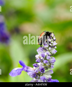 Japanische Käfer Popillia Japonica auf blaue Blume Stockfoto