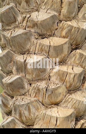 Detail der Stamm einer Palme Middle East Dubai Stockfoto