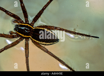 Großes Floß Spider Dolomedes Fimbriatus sitzen auf dem Wasser Stockfoto