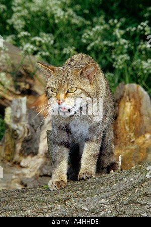 Schottische Wildkatze Felix Sylvestris im britischen Willife Zentrum in Kent Stockfoto