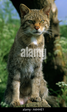 Schottische Wildkatze Felix Sylvestris im britischen Willife Zentrum in Kent Stockfoto