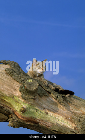 Schottische Wildkatze Felix Sylvestris im britischen Willife Zentrum in Kent Stockfoto