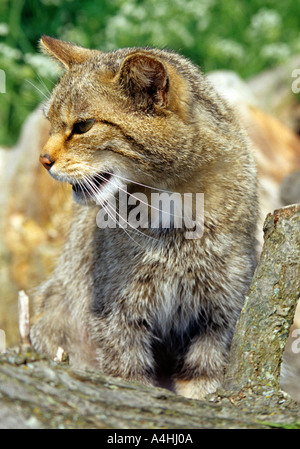 Schottische Wildkatze Felix Sylvestris im britischen Willife Zentrum in Kent Stockfoto