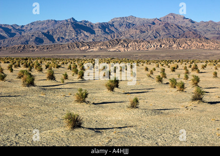 Des Teufels Cornfield in Death Valley Nationalpark, Kalifornien, USA Stockfoto