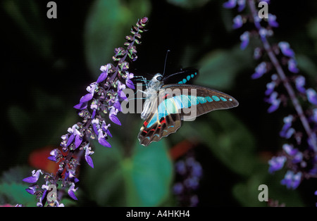 Gemeinsame Zusammenarbeit (Graphium Sarpedon) Malaysia Stockfoto