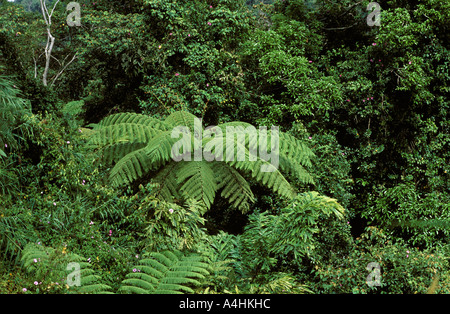 Regenwald Maxwell Hill Malaysia Stockfoto