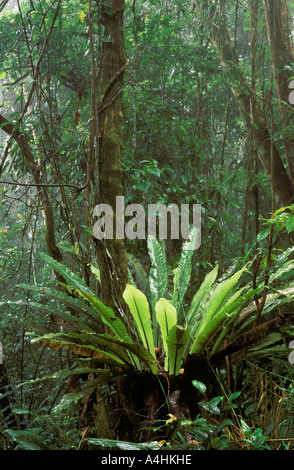 Regenwald Maxwell Hill Malaysia Stockfoto