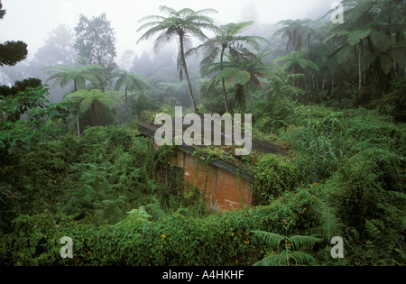 Alte Hütte im Regenwald Maxwell Hill Malaysia Stockfoto