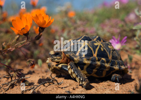 Namaqualand Zelt Schildkröte Psammobates Tentorius Trimeni Garies Namaqualand in Südafrika Stockfoto