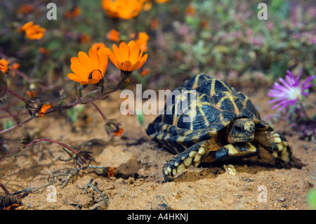 Namaqualand Zelt Schildkröte Psammobates Tentorius Trimeni Garies Namaqualand in Südafrika Stockfoto