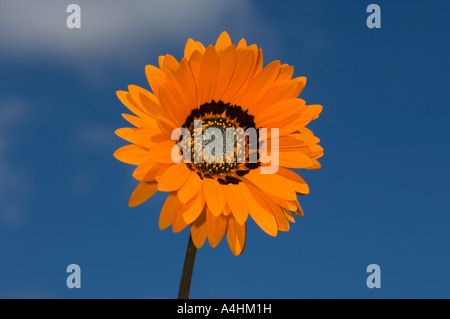 Arctotis Fastuosa Namaqualand Arctotis Daisy Frühlingsblumen in Goegap Nature Reserve Springbok Namaqualand in Südafrika Stockfoto