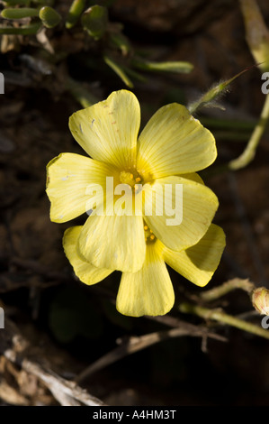 Yellow eyed Sauerampfer Oxalis Obtusa Frühlingsblumen in Goegap Nature Reserve Springbok Namaqualand in Südafrika Stockfoto