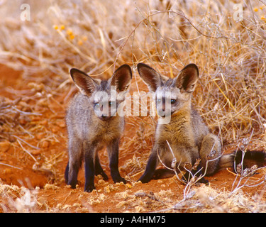Fledermaus-eared Fox Cubs Samburu Game Reserve Kenia Otocyon megalotis Stockfoto