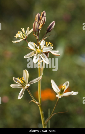 Große gestreifte Chincherinchee Ornithogalum Polyphyllum Frühlingsblumen in Namaqua Nationalpark Namaqualand in Südafrika Stockfoto