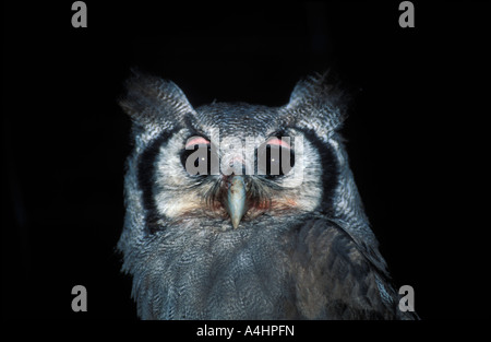 Verreaux des Uhus Bubo Lacteus Northern Cape, South Africa Stockfoto