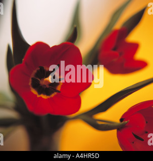 Drei rote Tulpen Stockfoto