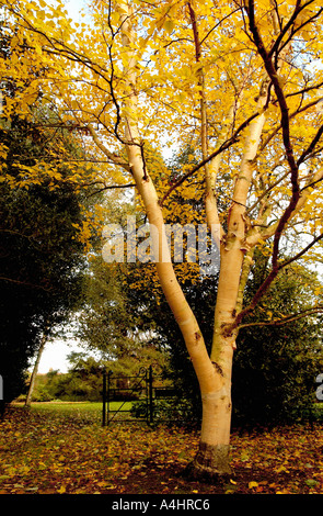 Goldene Herbst farbige Baum in natürlichen englischen britischen Garten Einstellung Stockfoto