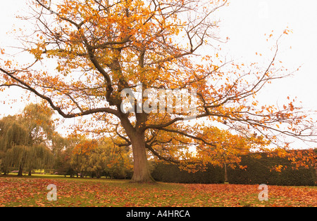 Goldene Herbst farbige Baum in natürlichen englischen britischen Garten Einstellung Stockfoto