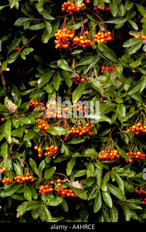 Pyracantha aufwachsen Wand mit grünen Blättern und roten Beeren Stockfoto