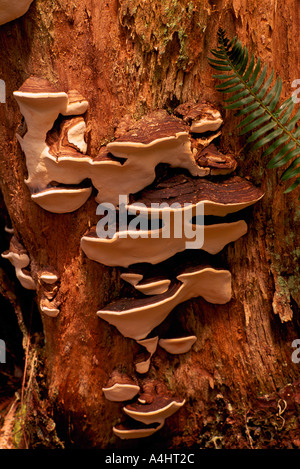 Regal Pilz wächst auf einem toten Baumstamm in British Columbia Kanada Stockfoto