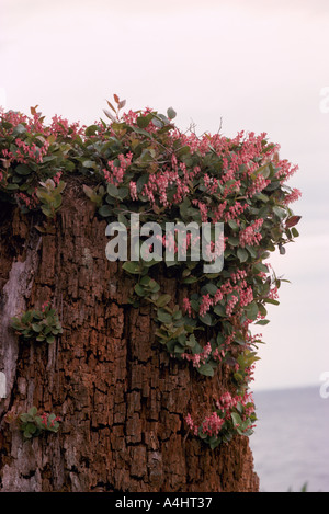 Salal (Callunen Shallon) wachsen und blühen auf einem Baumstumpf zerlegen in British Columbia Kanada Stockfoto