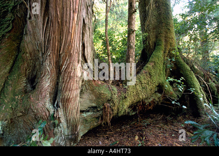 Rot-Zeder (Thuja Plicata) wachsen auf Krankenschwester Log in uralten Regenwald, Meares Island in der Nähe von Tofino, Britisch-Kolumbien Kanada Stockfoto