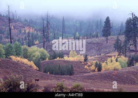 A Laub- und Nadelbäume Mischwald im Herbst in der Cariboo Region British Columbia Kanada Stockfoto