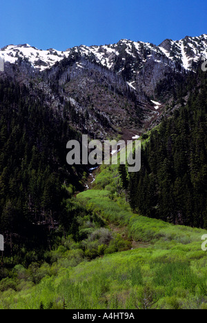Lawine-Pfad in das Küstengebirge in British Columbia Kanada Stockfoto