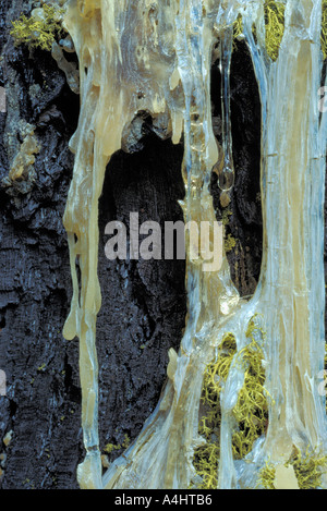 Baum Pitch Harz tropfte auf Gelb-Kiefer (Pinus Ponderosa) Baumstamm Stockfoto