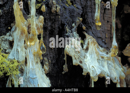 Baum Pitch Harz tropfte auf Gelb-Kiefer (Pinus Ponderosa) Baumstamm Stockfoto