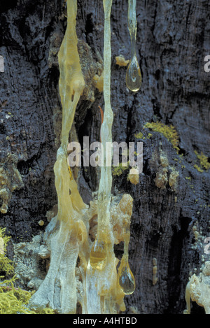 Baum Pitch Harz tropfte auf Gelb-Kiefer (Pinus Ponderosa) Baumstamm Stockfoto