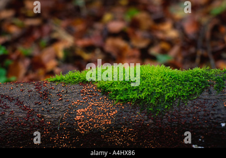 Korallen Spot Pilz in Hooke Holz Stadtnähe Beaminster in Dorset county England UK Stockfoto