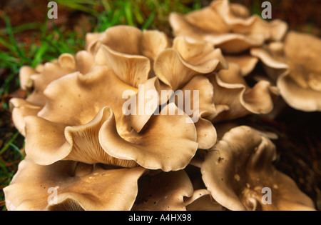 Milkcap Lactarius Pilze gefunden im New Forest im Herbst Hampshire county England UK Stockfoto