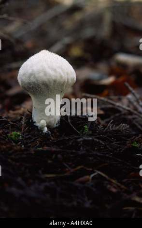 Gemeinsamen Puffball Lycoperdon Perlatum Pilze wachsen in den New Forest im Herbst Hampshire county England UK Stockfoto