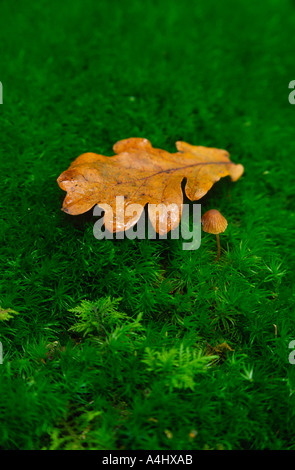 Herbst-Eiche Blatt und kleine Pilze wachsen durch Sphagnum-Moos im New Forest im Hampshire county England UK fand gefallen Stockfoto